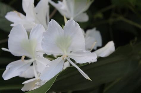 野薑花風水|【野薑花風水】揭秘野薑花風水！破解房屋衞生間方位秘密，打造。